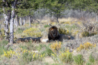 Etosha male lion
