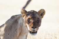 Etosha lioness