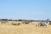 Etosha lioness hunting