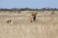 Etosha lioness waiting