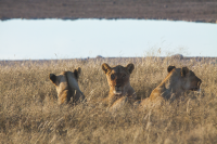 Etosha three lioness