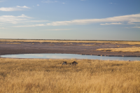 Etosha lioness before waterhole