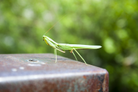 Etosha mantis