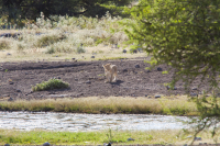 Etosha lion cub