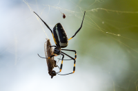 Etosha spider