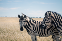 Etosha zebras