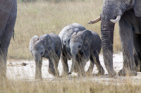 Etosha young elephants