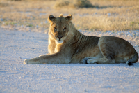 Etosha young lion blocking pad