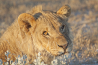 Etosha lion