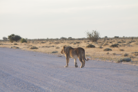 Etosha lion on pad