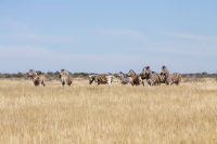 Etosha zebra prey