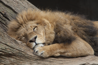 lion sleeping