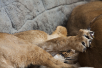 lioness painfull poking