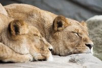 sleeping lionesses