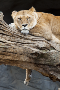 lioness dangling paws