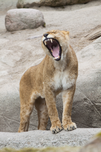 yawning lioness