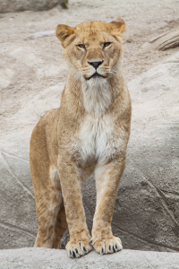 young lioness