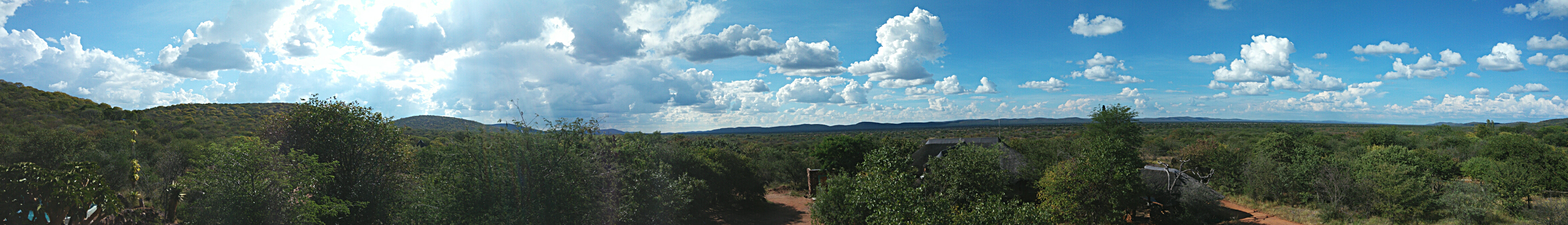 Cheetah panorama