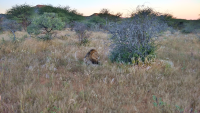 Erindi resting lion