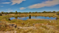 Etosha waterhole