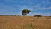 Etosha 