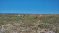 Etosha springboks