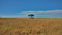 Etosha tree