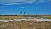 Etosha twopalm