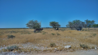 Etosha zebras shade