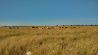 Etosha zebras