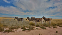 Etosha zebras