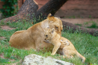 lioness with lion cub
