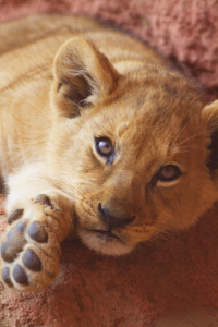 cub close shot