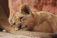 Sleeping on lioness tuft