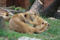 Lion cub biting its mum
