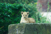 Lion cub