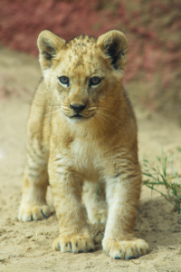 Lion cub