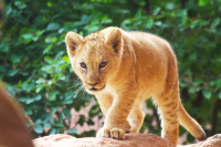 lion cub on the walk