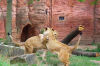 lioness fighting