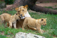 lioness hugs one of her cubs