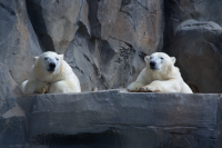 polar bears