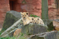 Two lion cubs dozing
