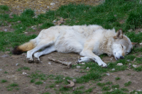 white wolf sleeping