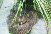 Rattlesnake