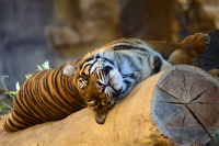 Tiger sleeping on a tree
