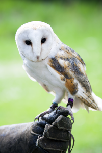 London zoo barn owl