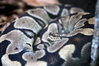 London zoo boa snake