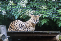 London zoo cat