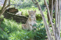 Lioness London zoo
