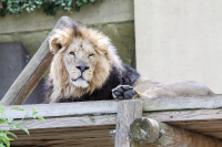 London zoo sleepy lion